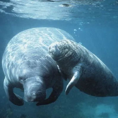 thumbnail for publication: Third Grade Manatee Curriculum—Introduction